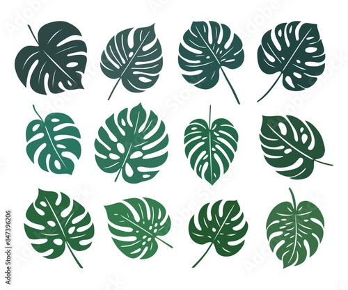 Monstera. Zestaw egzotycznych liści. Wektorowe elementy.
