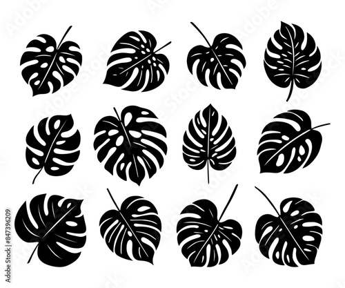Monstera. Zestaw egzotycznych liści. Wektorowe elementy.