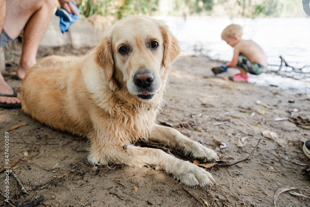 golden retriever laying in sand at a lake golden retriever laying in sand at a lake