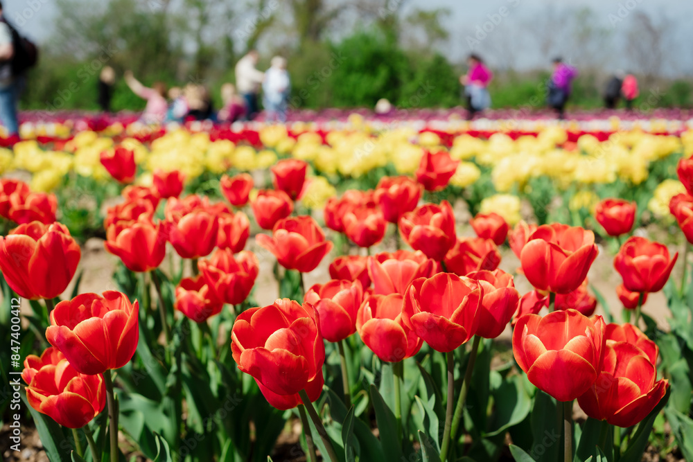 Tulip flowers on a sunny day of spring Tulip flowers on a sunny day of spring