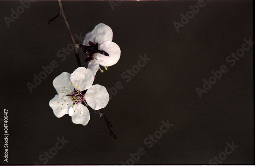 Film Photography