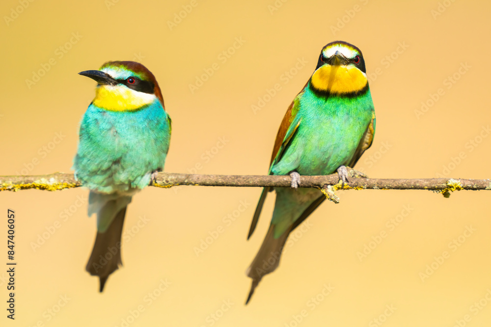 Two European Bee-Eaters Perched On A Tree Branch Two European Bee-Eaters Perched On A Tree Branch