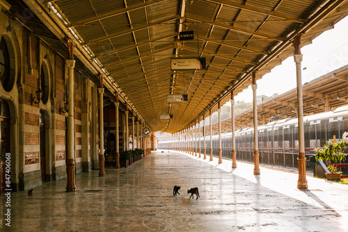 Cats on the train station platform  photo