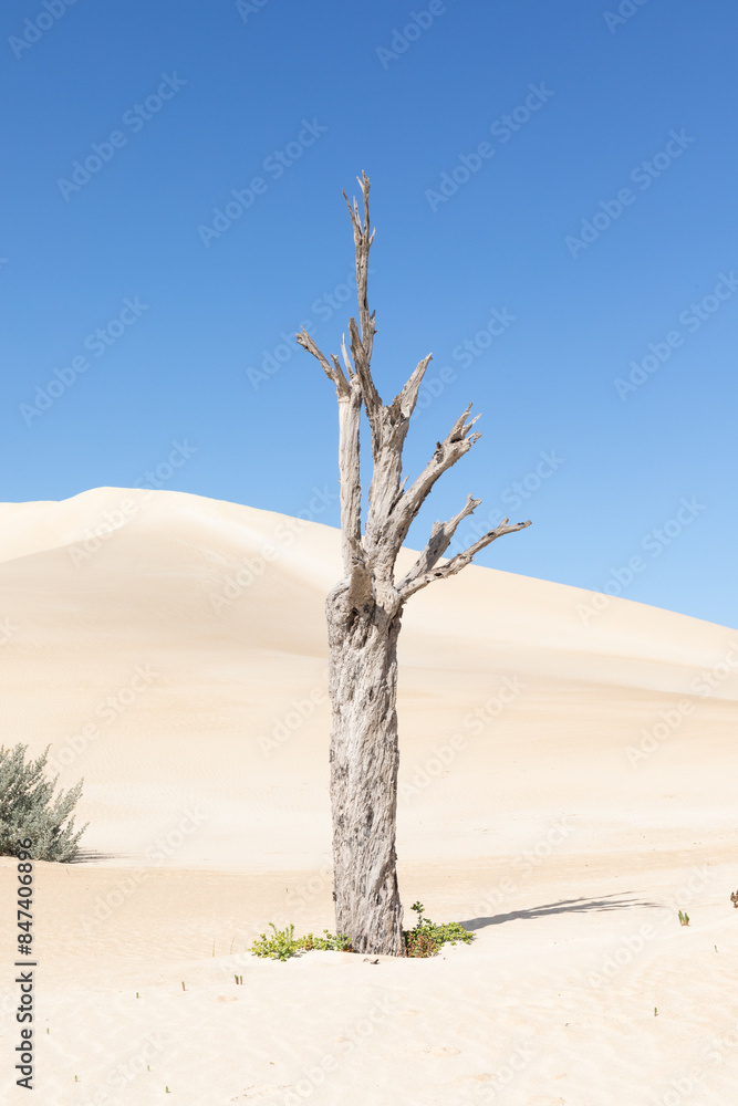 Dead tree in sand dunes. Coffin Bay National Park. South Australia. Dead tree in sand dunes. Coffin Bay National Park. South Australia.