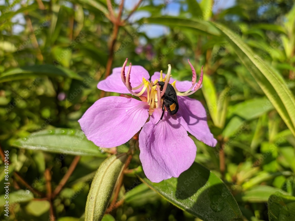 The beetle is sucking the nectar of melastoma flowers The beetle is sucking the nectar of melastoma flowers