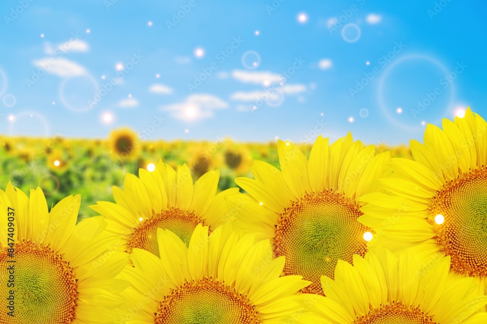Fototapeta premium Agricultural field with beautiful yellow sunflowers