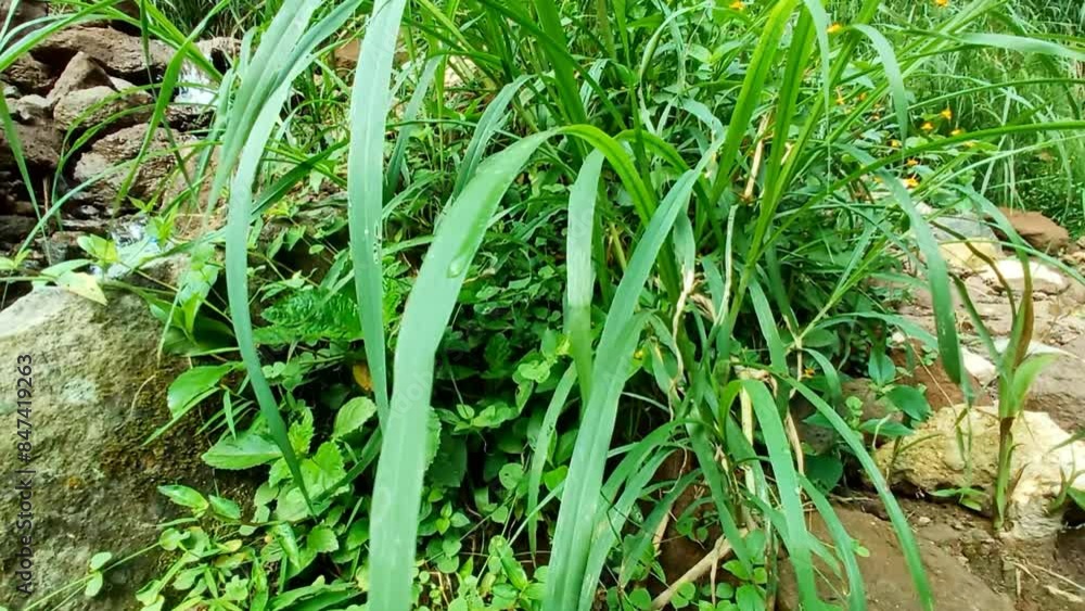 Elephant grass scientific name Cenchrus purpureus, in natural gardens.
Elephant grass scientific name Cenchrus purpureus, in natural gardens.