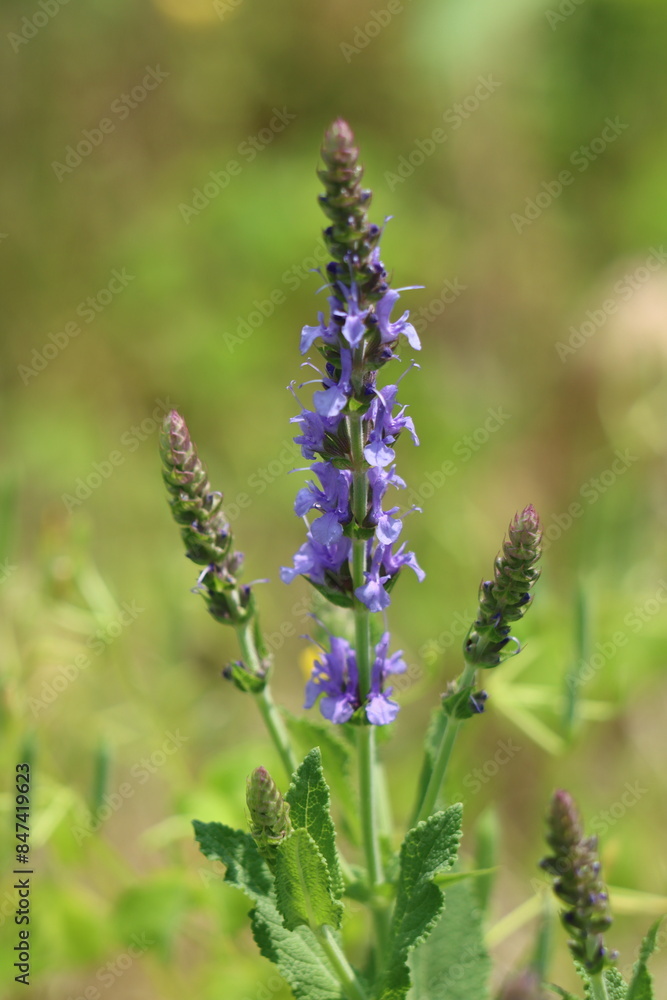 Woodland sage in bloom in springtime Woodland sage in bloom in springtime