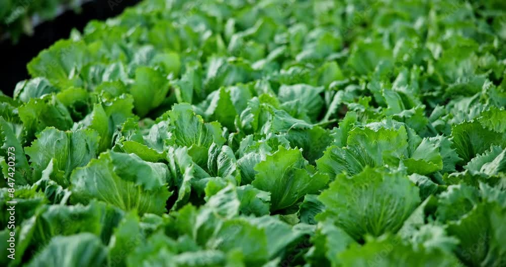 Plants, greenhouse and growth of lettuce for agriculture, sustainable and organic farming for environmental conservation. Crop, eco friendly and cultural farm for economic development and cultivation Plants, greenhouse and growth of lettuce for agriculture, sustainable and organic farming for environmental conservation. Crop, eco friendly and cultural farm for economic development and cultivation