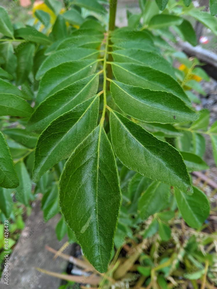 Salam koja or Murraya koenigii syn. Chalcas koenigi 1 Salam koja or Murraya koenigii syn. Chalcas koenigi 1