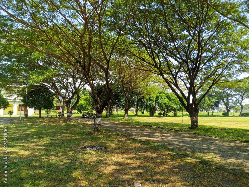 Fototapeta premium trees in the park