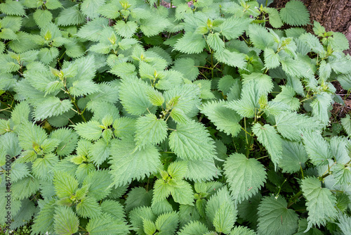 Behang Fresh spring growth of stinging nettles on a forest floor, caution, don’t touch,