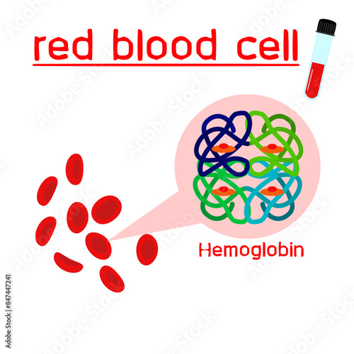 Red blood cell  (hemoglobin). Structure of human hemoglobin. Structure of oxygen-binding for medical. White background (vector style)