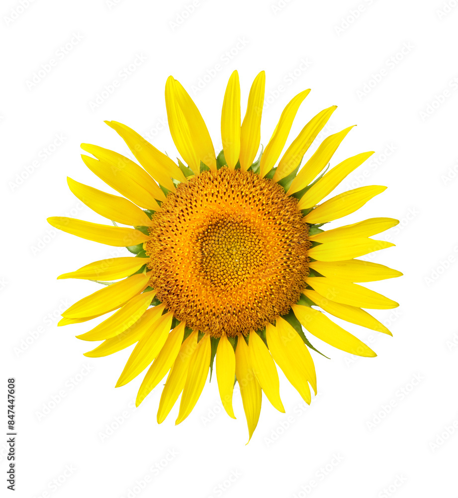 最高に美しいヒマワリの花の切り抜き画像 最高に美しいヒマワリの花の切り抜き画像