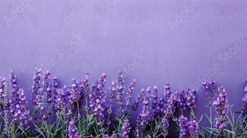 Horizontal lavender flowers at the bottom on a purple background