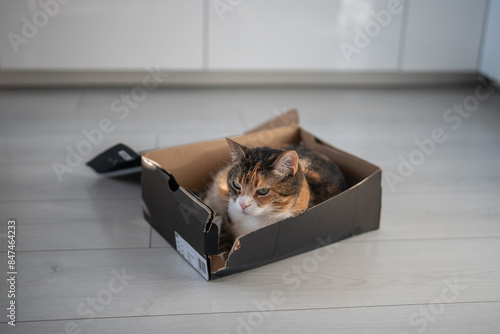 Calm relaxed cat got in cardboard box watching thoughtfully from hiding place. Interested plump fluffy kitty lying in shoebox enjoy tranquil time in like cot for sleep. Pet lover. Cute domestic animal photo
