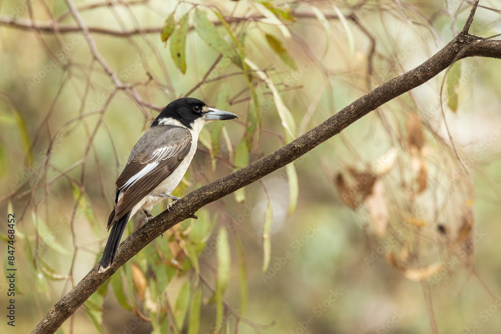 The Grey Butcherbird (Cracticus torquatus) is a medium-sized bird with grey upperparts, a white throat and underparts, and a distinctive black hood. It has a strong, hooked bill. The Grey Butcherbird (Cracticus torquatus) is a medium-sized bird with grey upperparts, a white throat and underparts, and a distinctive black hood. It has a strong, hooked bill.