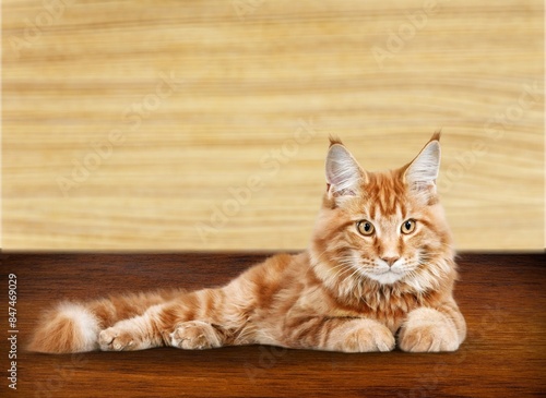 Cute smart domestic cat at home © BillionPhotos.com