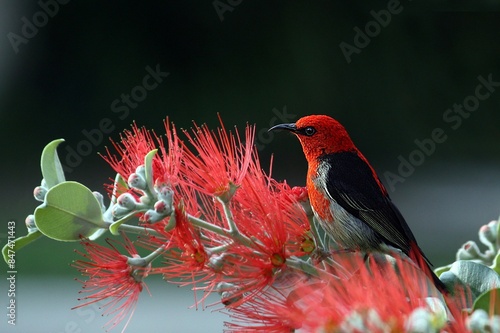 Baltimore Oriole in flight, male bird, Icterus galbula rad photo