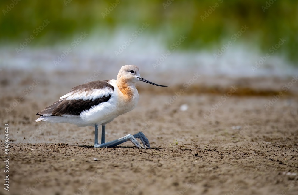 American avocet juvenile sitting on the ground with folded legs, upclose and sharp American avocet juvenile sitting on the ground with folded legs, upclose and sharp