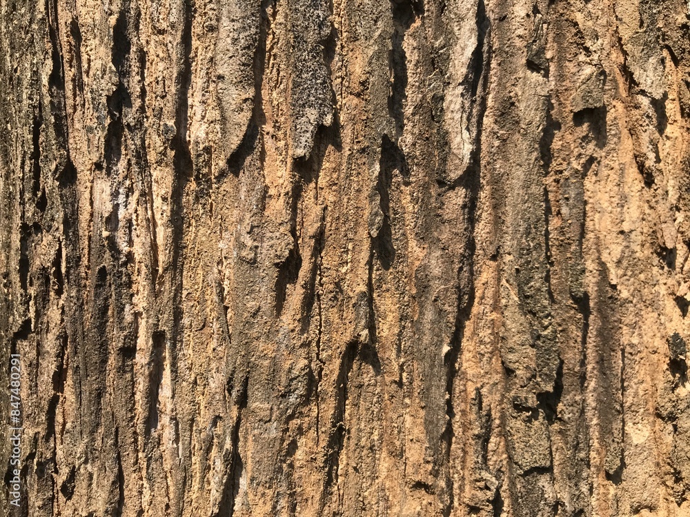Obraz premium teak tree bark which has an attractive texture and good color