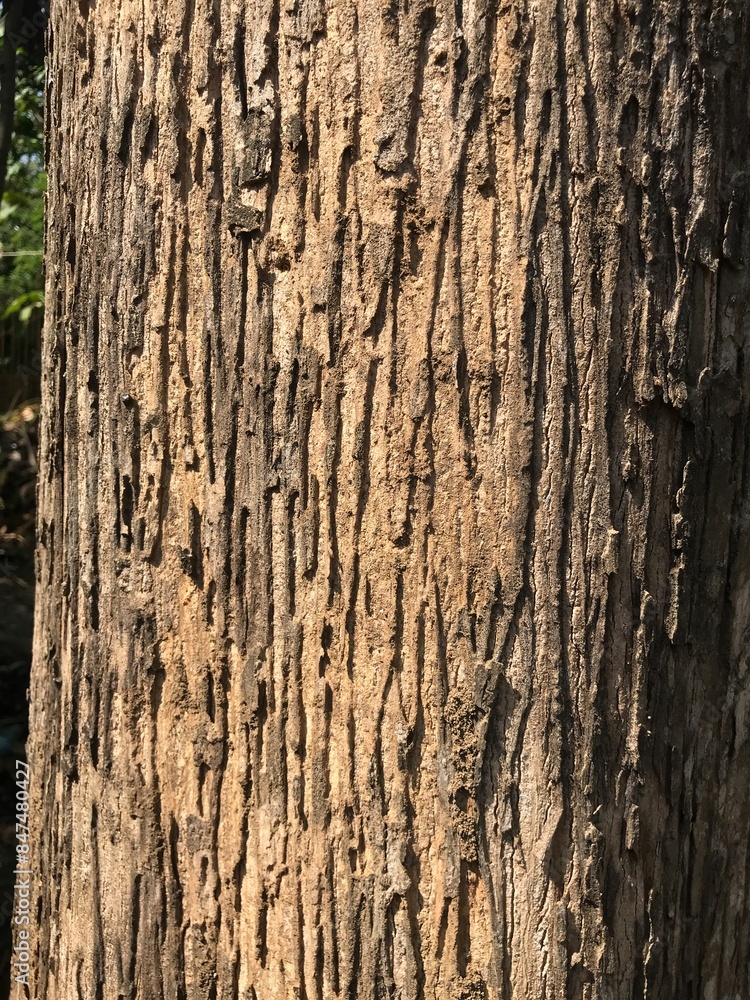 teak tree bark which has an attractive texture and good color teak tree bark which has an attractive texture and good color