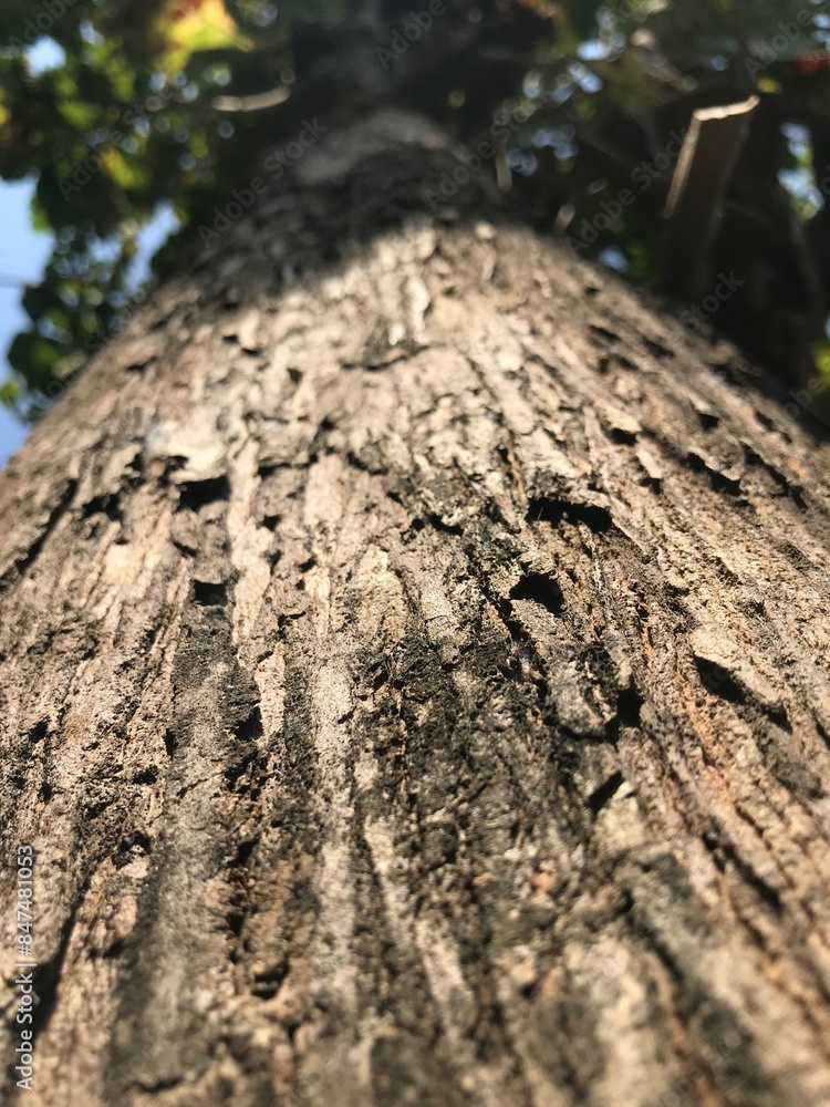 teak tree bark which has an attractive texture and good color teak tree bark which has an attractive texture and good color