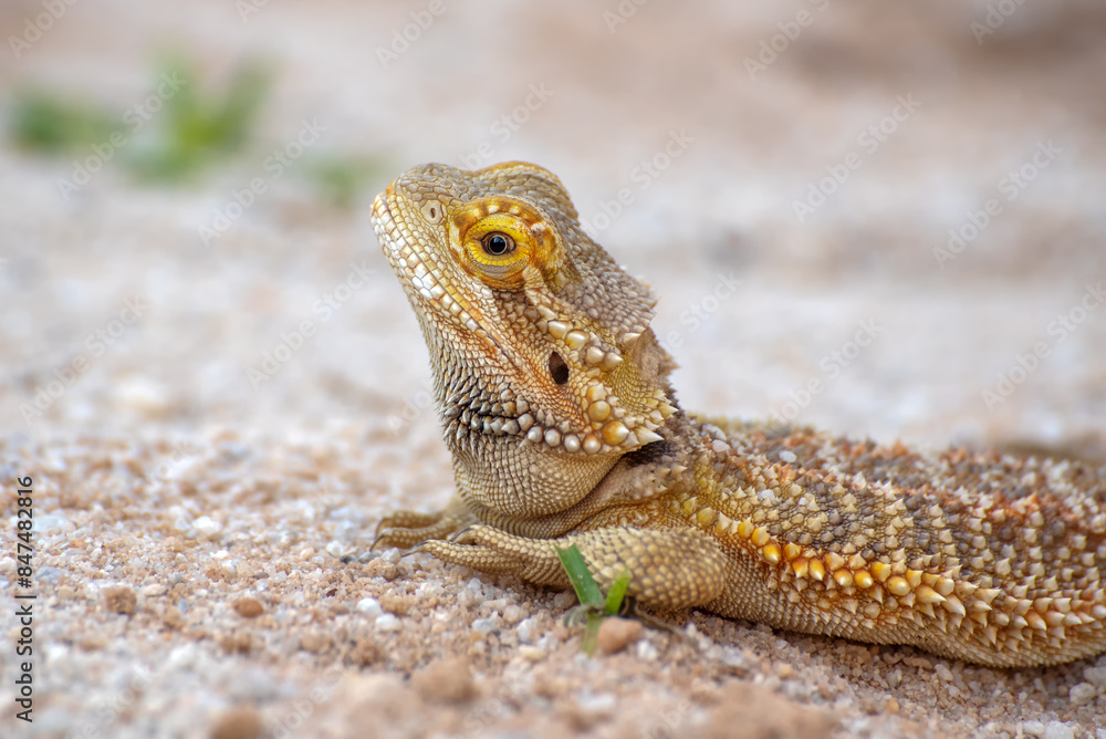 Fototapeta premium Portrait of a bearded dragon