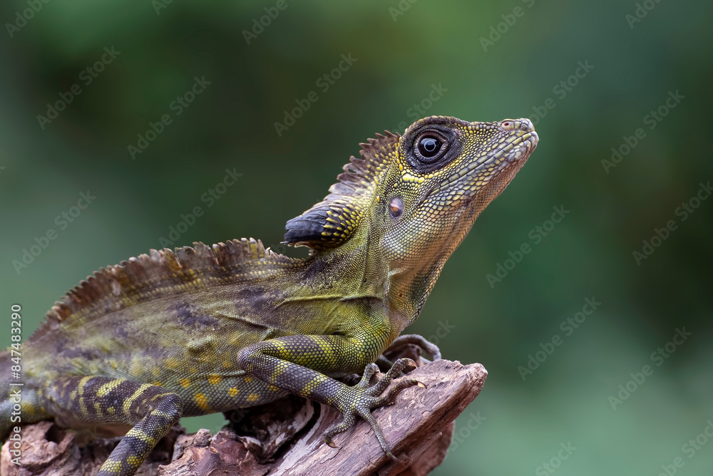 Obraz premium Angle head lizard ( Gonocephalus bornensis ) on tree trunk
