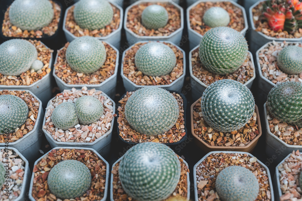 Many cactus plants on the pot at cactus farm house. Many cactus plants on the pot at cactus farm house.