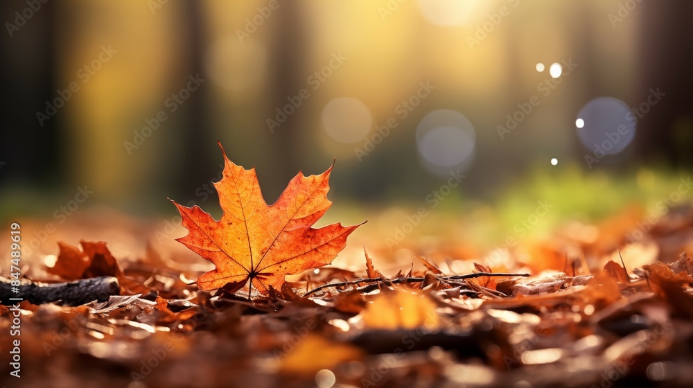 Beautiful autumn leaves scattered in the forest, providing a serene background perfect for text overlays Beautiful autumn leaves scattered in the forest, providing a serene background perfect for text overlays