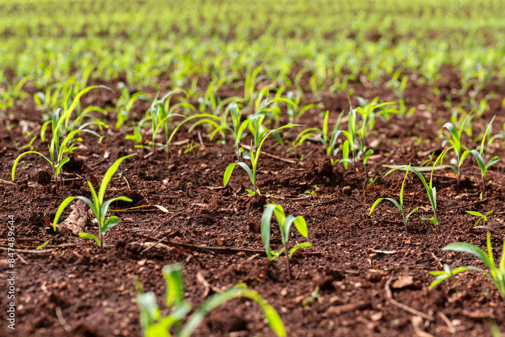 maize field crop, close up shot maize field crop, close up shot