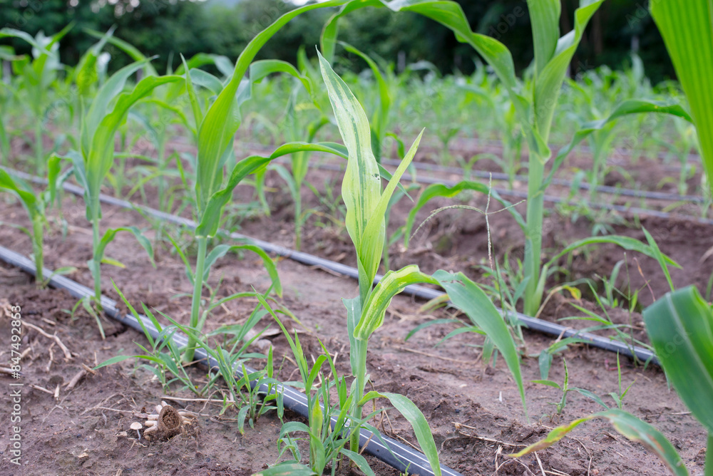 Downy mildew disease in maize crop. Downy mildew disease in maize crop.
