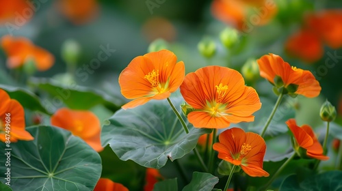 nasturtium flowers in garden © Ziyan Yang