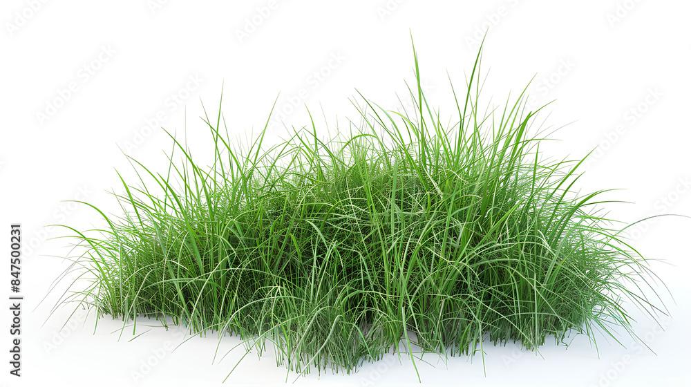 Growth of buffalo grass a native prairie grass known for its drought resistance and less frequent mowing needs isolated on white background Growth of buffalo grass a native prairie grass known for its drought resistance and less frequent mowing needs isolated on white background