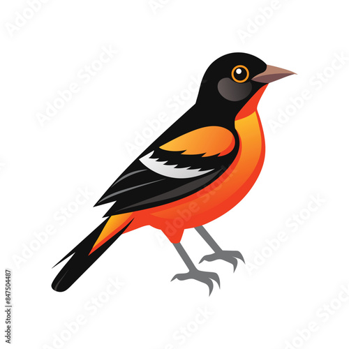 illustration of a oriole bird on white