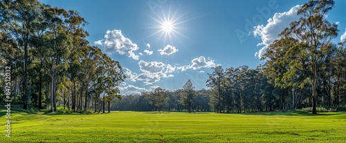 A Green Natural Landscape With Large Trees, Mostly Eucalyptus, Within The City, Serene And Lush, HD