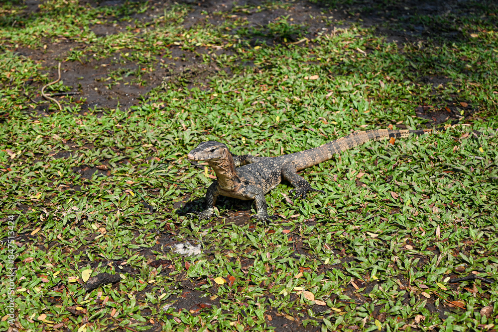 Obraz premium Royal gecko at Lumpini Park, Bangkok