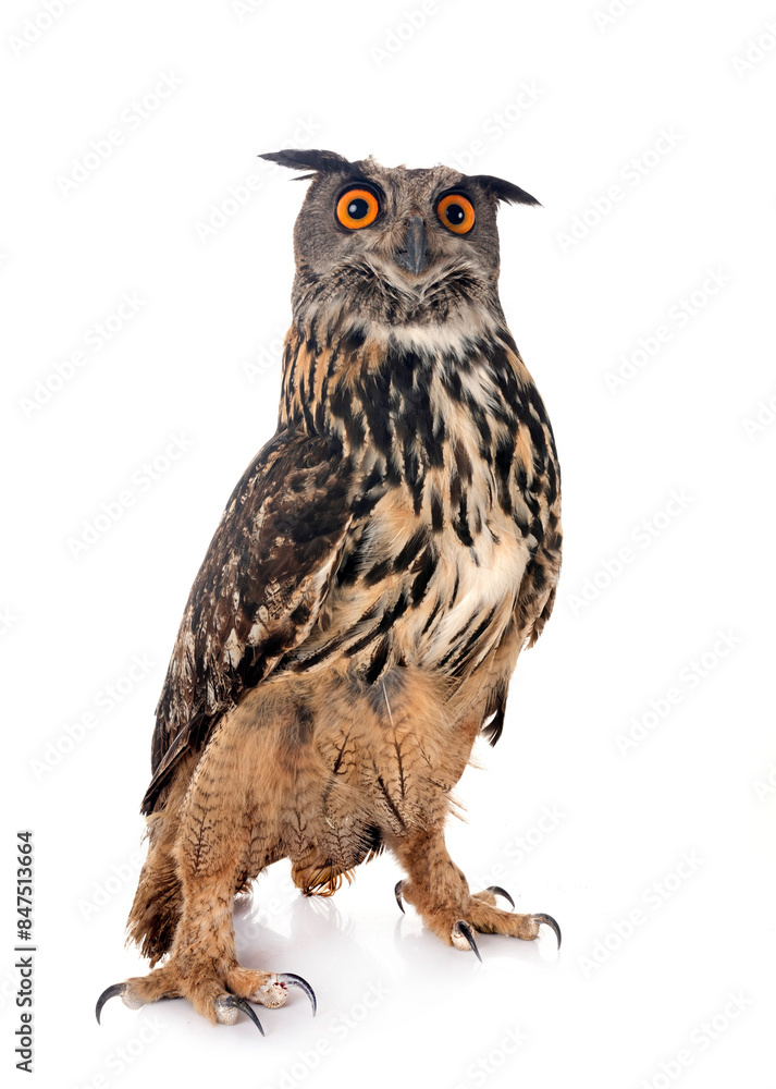 Naklejka premium Eurasian eagle-owl in studio