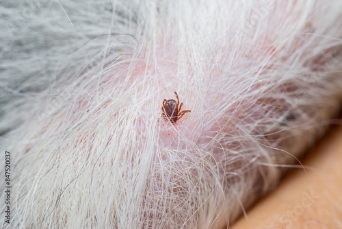 Ticks and fleas on dogs cause itching and irritation, resulting in the dog