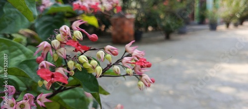 Nona ate betel or also called Clerodendrum thomsoniae is a type of climbing ornamental plant belonging to the Lamiaceae family. It originates from tropical West Africa but is now spread throughout the photo