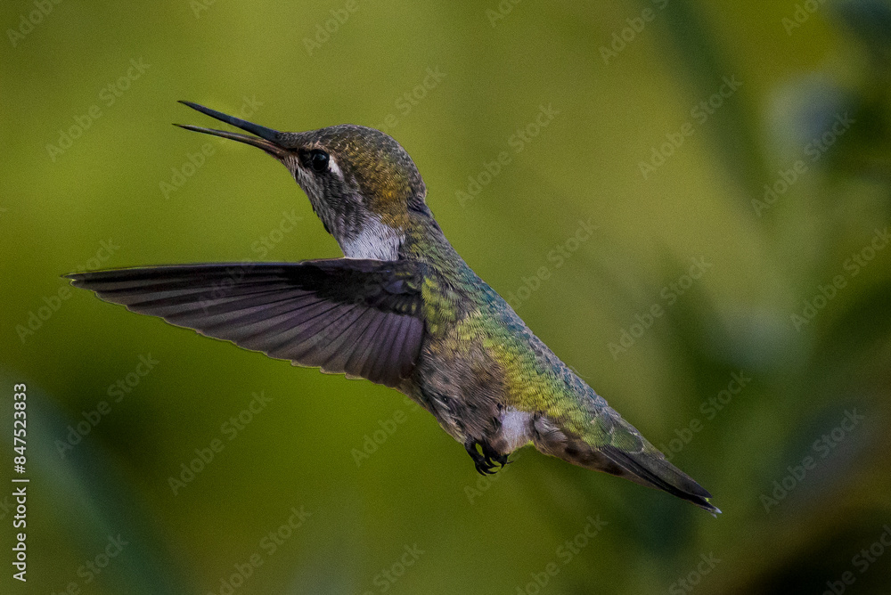 Obraz premium Humming Bird of Pacific Northwest
