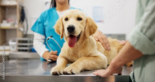 Photography Hands, vet and dog at clinic with consulting, care and stroke for health, development and growth with wellness
