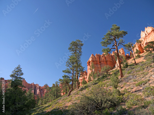 Hiking inside Bryce canyon, pine tree forest and red rock hoodoos on Navajo loop trail photo