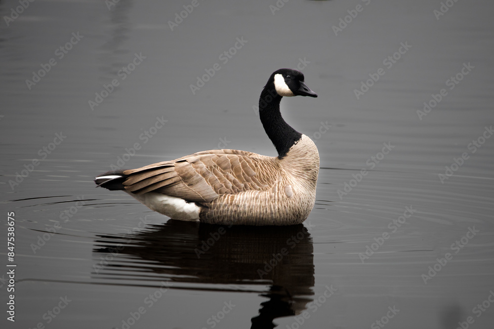 Peaceful goose Peaceful goose