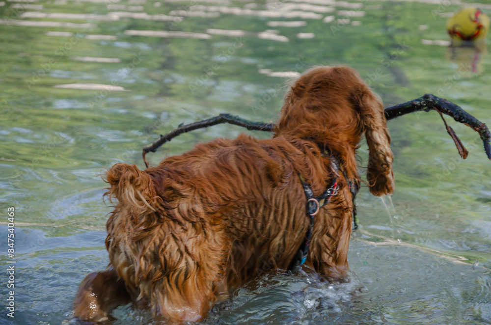 Dog playing with a stick in the water Dog playing with a stick in the water