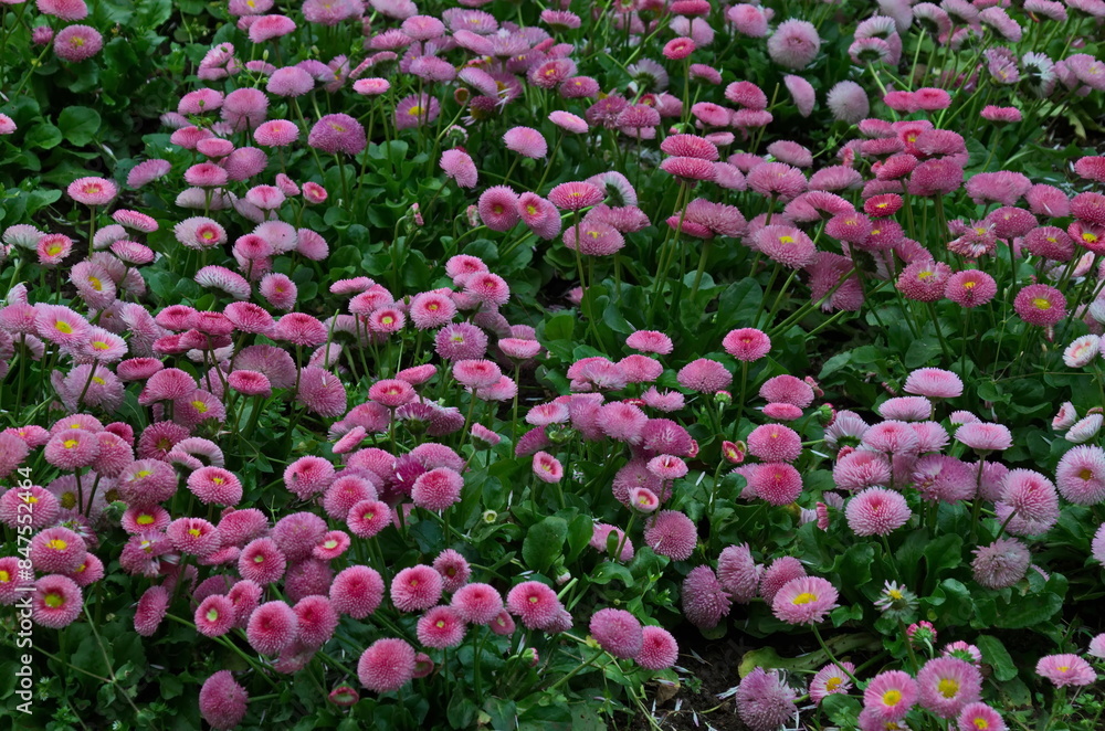 Blooming bellis perennis daisy in rose color the garden, Sofia, Bulgaria Blooming bellis perennis daisy in rose color the garden, Sofia, Bulgaria