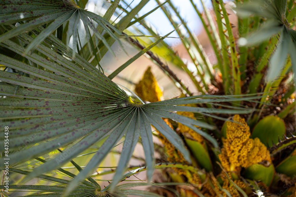 Obraz premium Gelbe Blütenstände zwischen den Fächerblättern einer Palme auf Mallorca