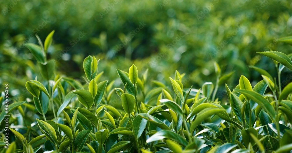 Fototapeta premium Green tea tree leaves field young tender bud herbal Green tea tree in camellia sinensis organic farm. Close up Fresh Tree tea plantations mountain green nature in herbal farm plant background morning