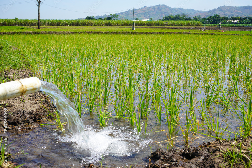 Irrigation of rice fields using pump wells with the technique of ...